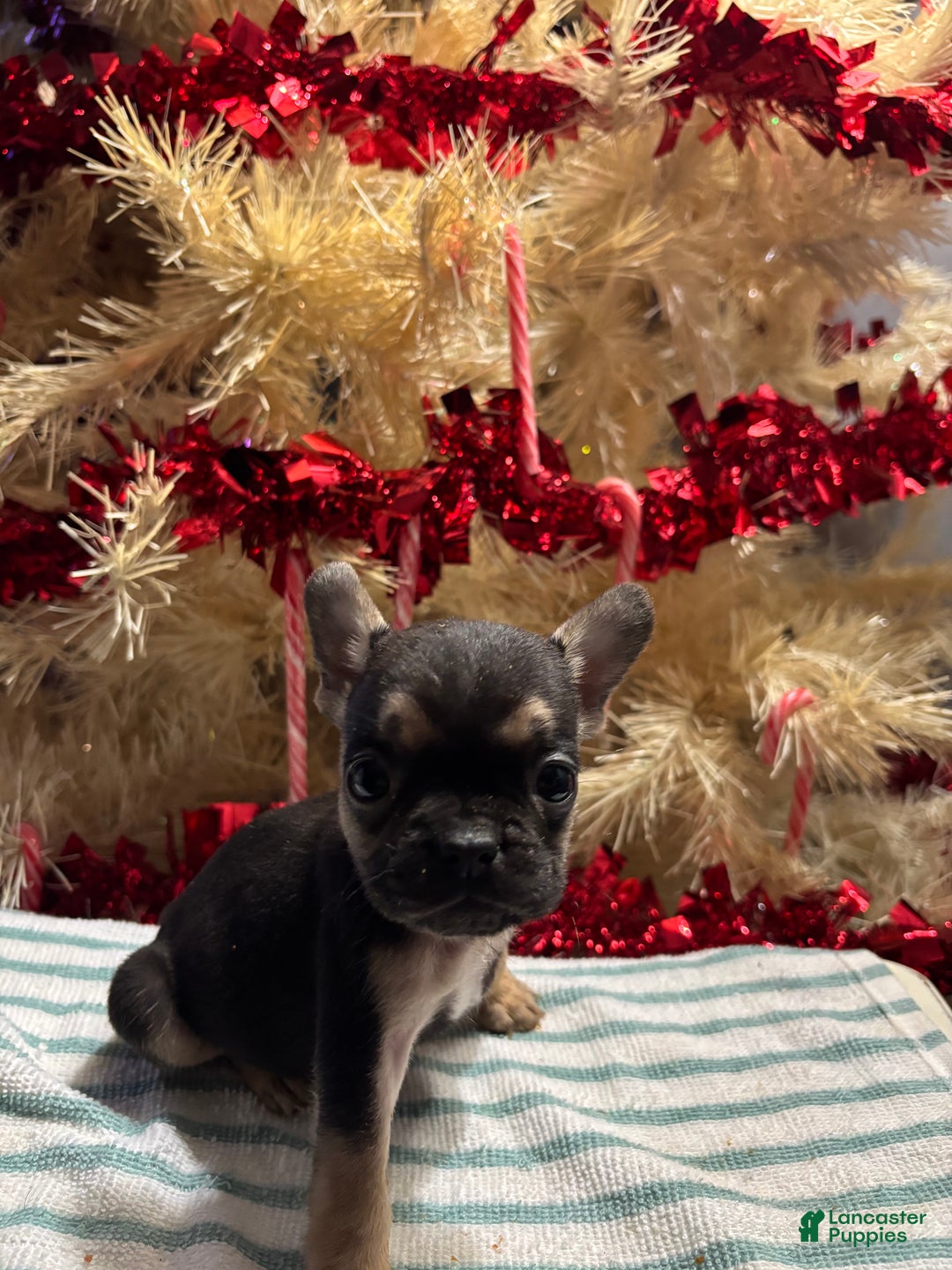 French Bulldog dogs for sale: Asher - Ad 2