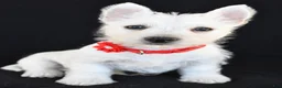 West Highland Terrier dogs for sale: Kelly - Ad 6