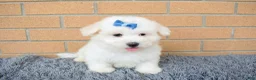 Maltese dogs for sale: Bryson 🐾 - Ad 1