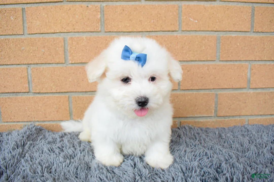 Maltese dogs for sale: Bryson 🐾 - Ad 1