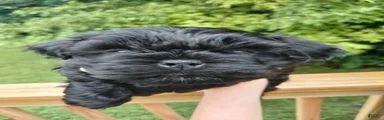Shih Tzu 3