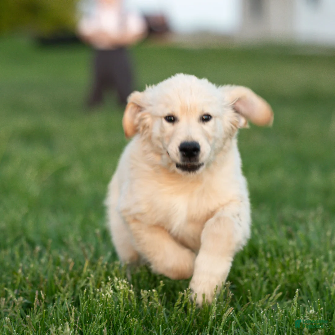 Golden Retriever dogs for sale: Nolan the TRAINED Golden Retriever Puppy  - Ad 1
