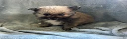 Pomeranian dogs for sale: TOBIS - Ad 8