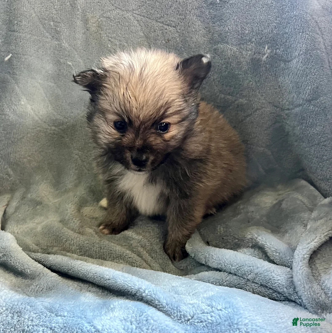Pomeranian dogs for sale: TOBIS - Ad 8