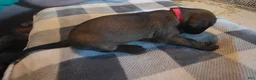 Other breed dogs for sale: Bavarian Mountain Scent Hound Red Male - Ad 2