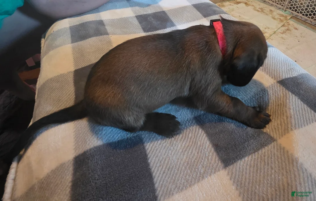 Other breed dogs for sale: Bavarian Mountain Scent Hound Red Male - Ad 2