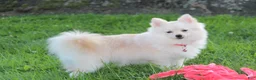 Pomeranian dogs for sale: Cooper  - Ad 3