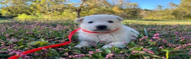 Yip