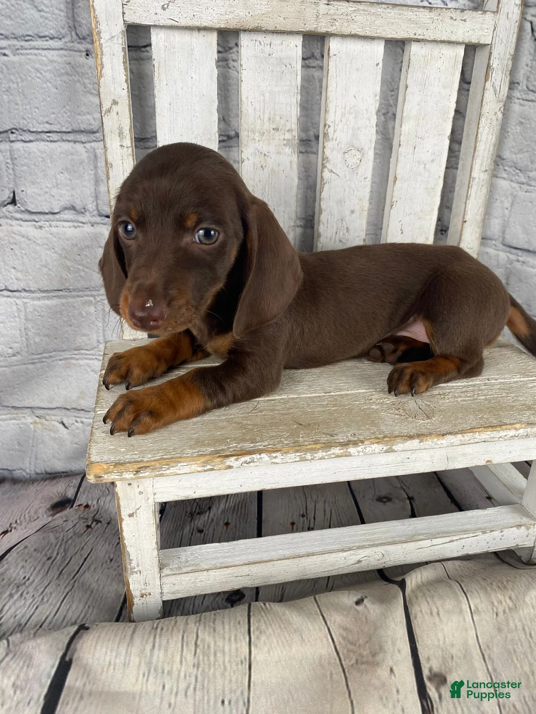 Miniature Dachshund dogs for sale: Mia - Ad 1