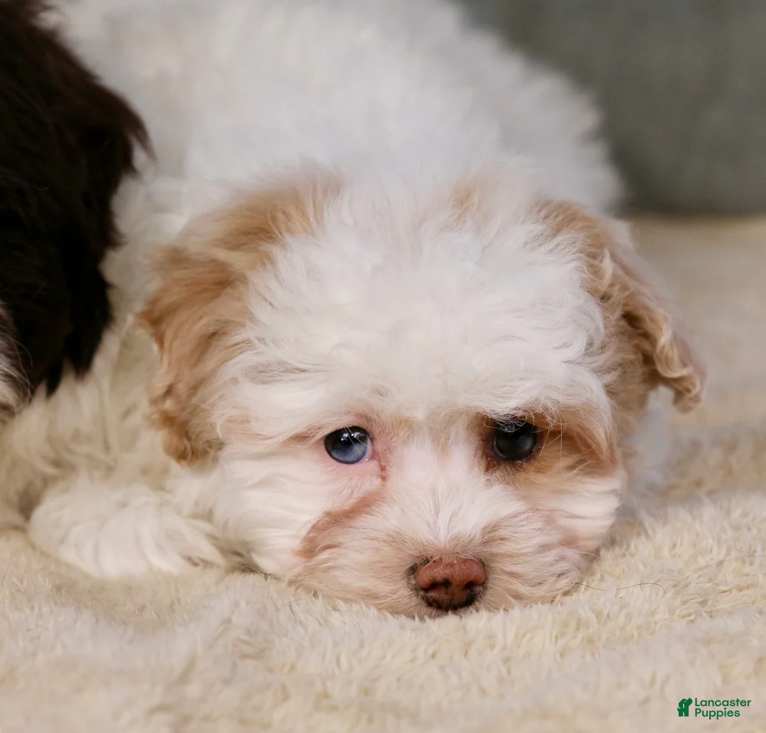 Shihpoo dogs for sale: Charlee - Ad 8