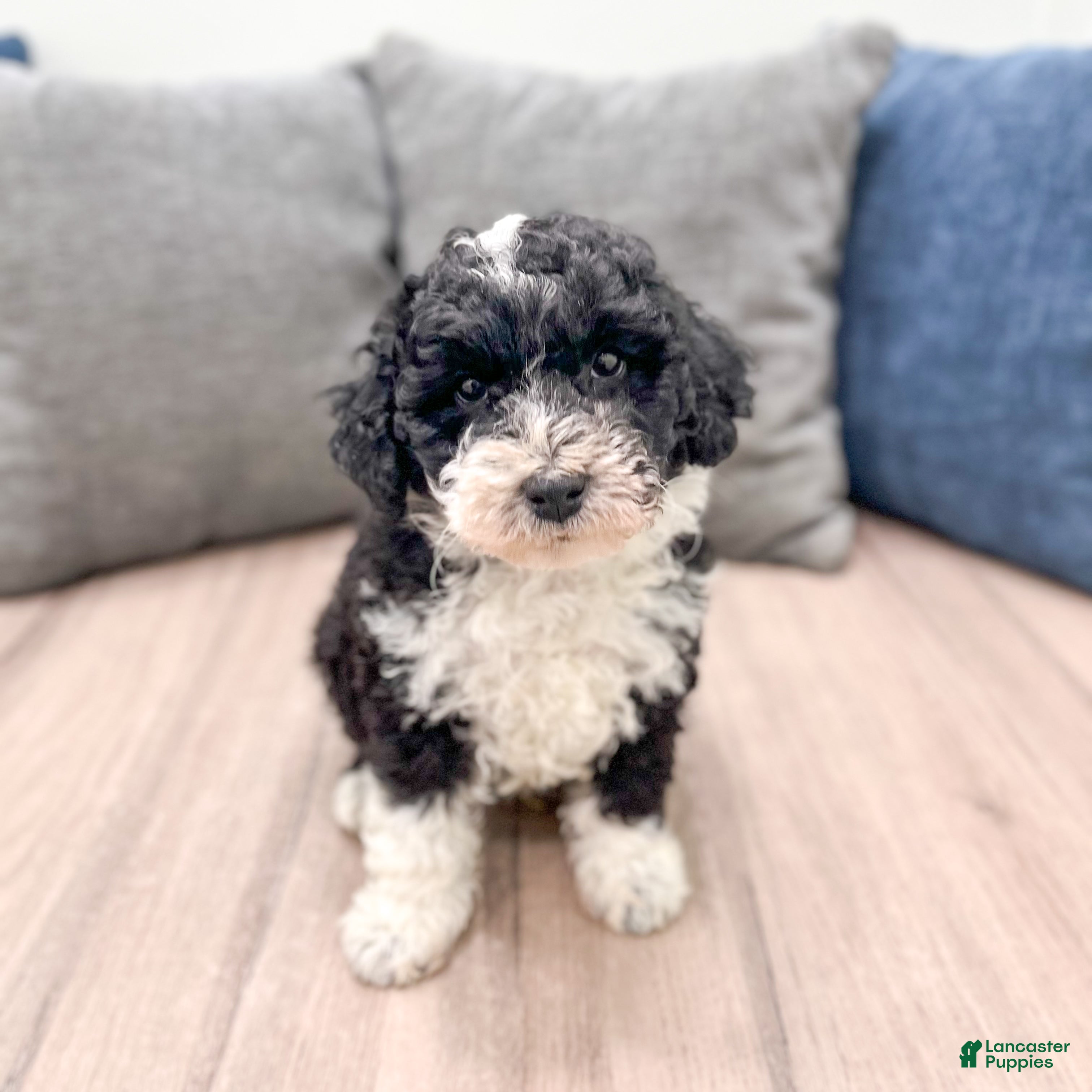 Aussiedoodle dogs for sale: Buddy - Ad 1
