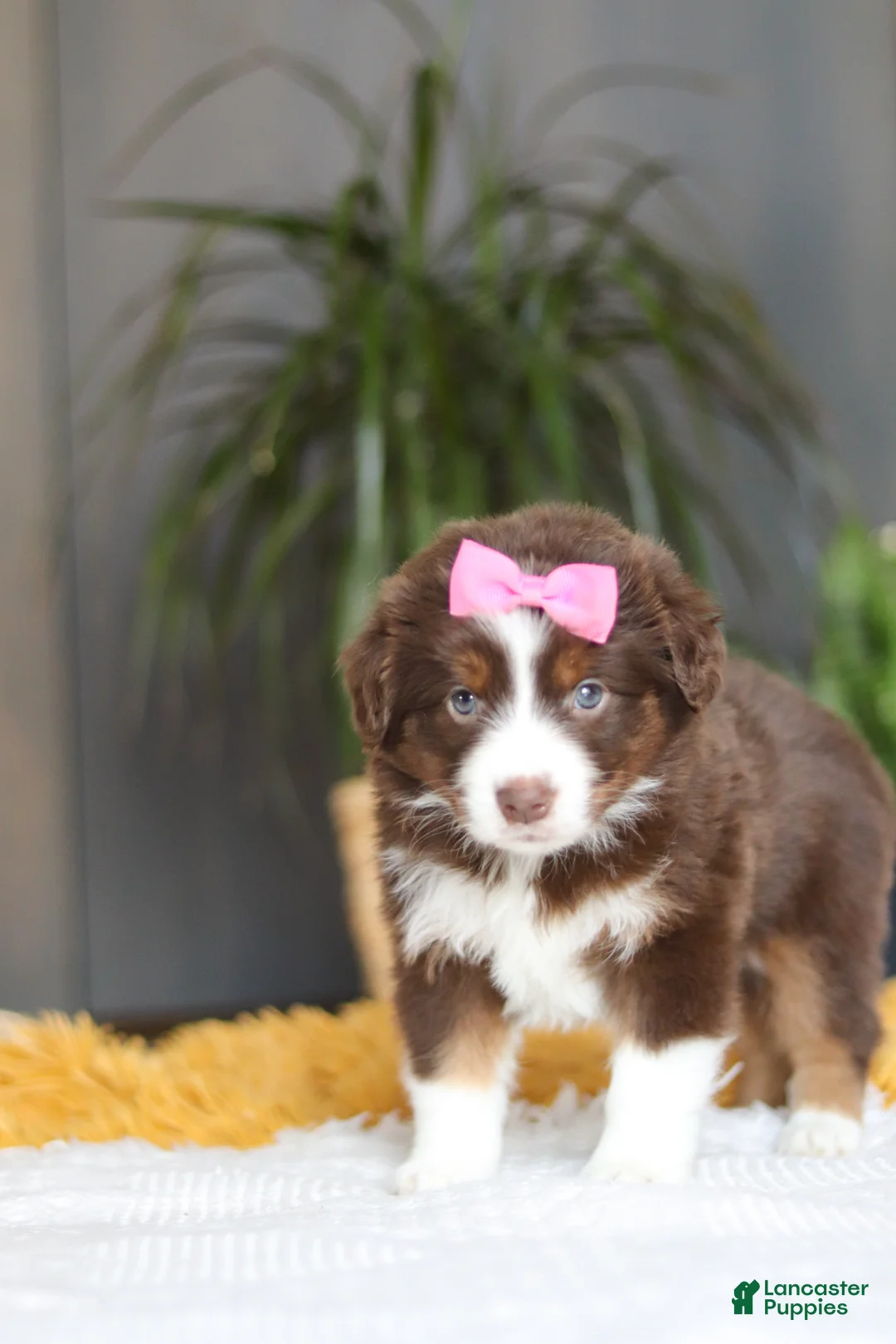 Australian Shepherd dogs for sale: Digger - Ad 5