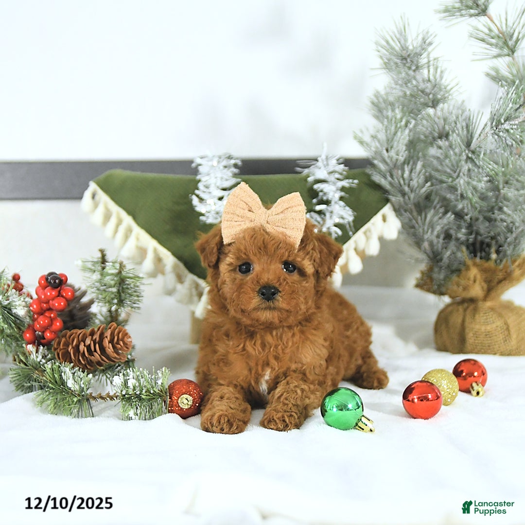 Toy Poodle dogs for sale: Sofia - Ad 5