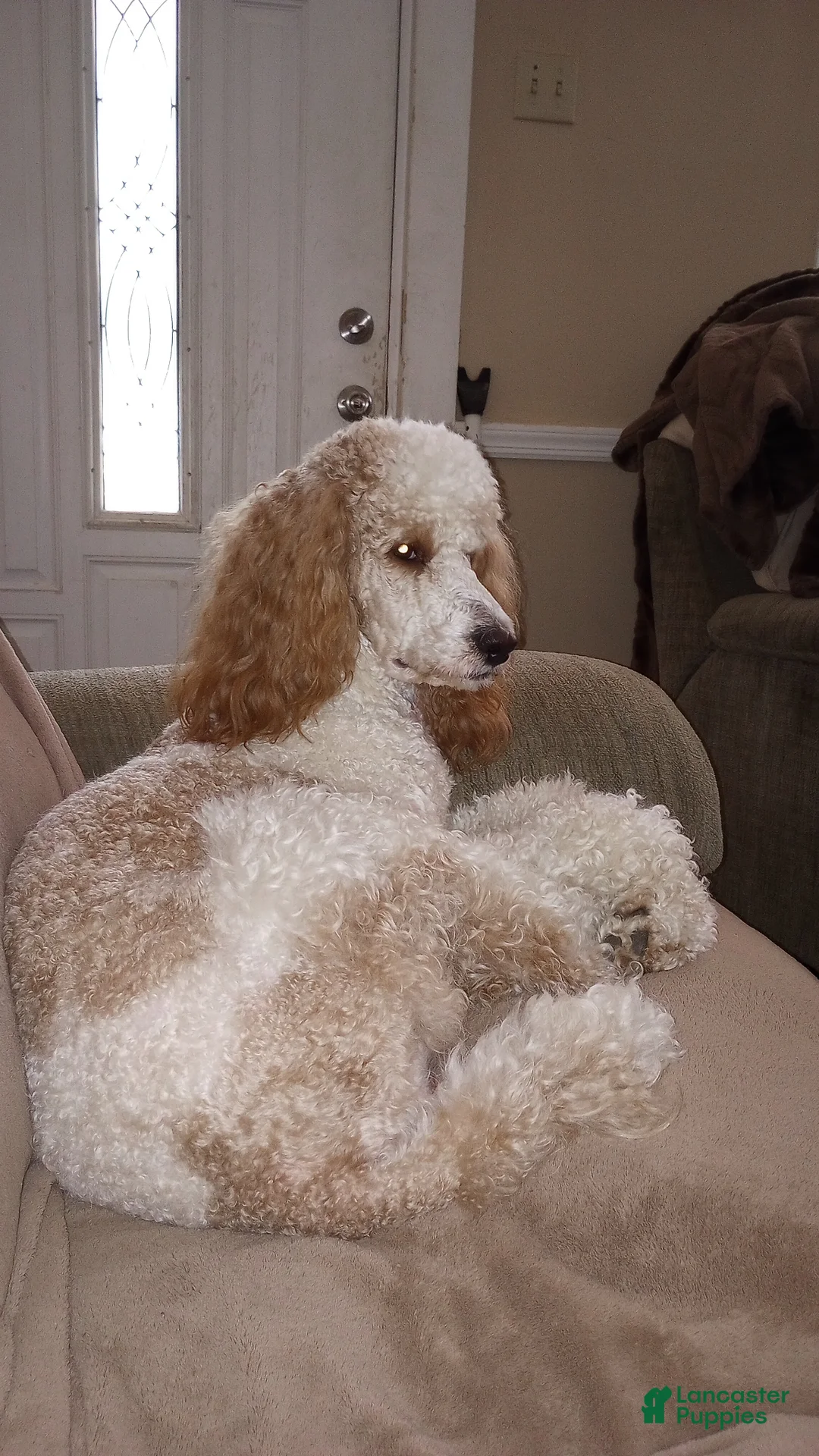 Bernedoodle dogs for sale: Clover - Ad 2