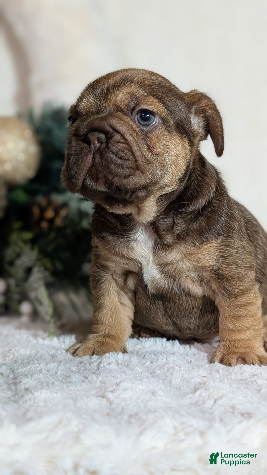 French Bulldog dogs for sale: Tessa - Ad 13