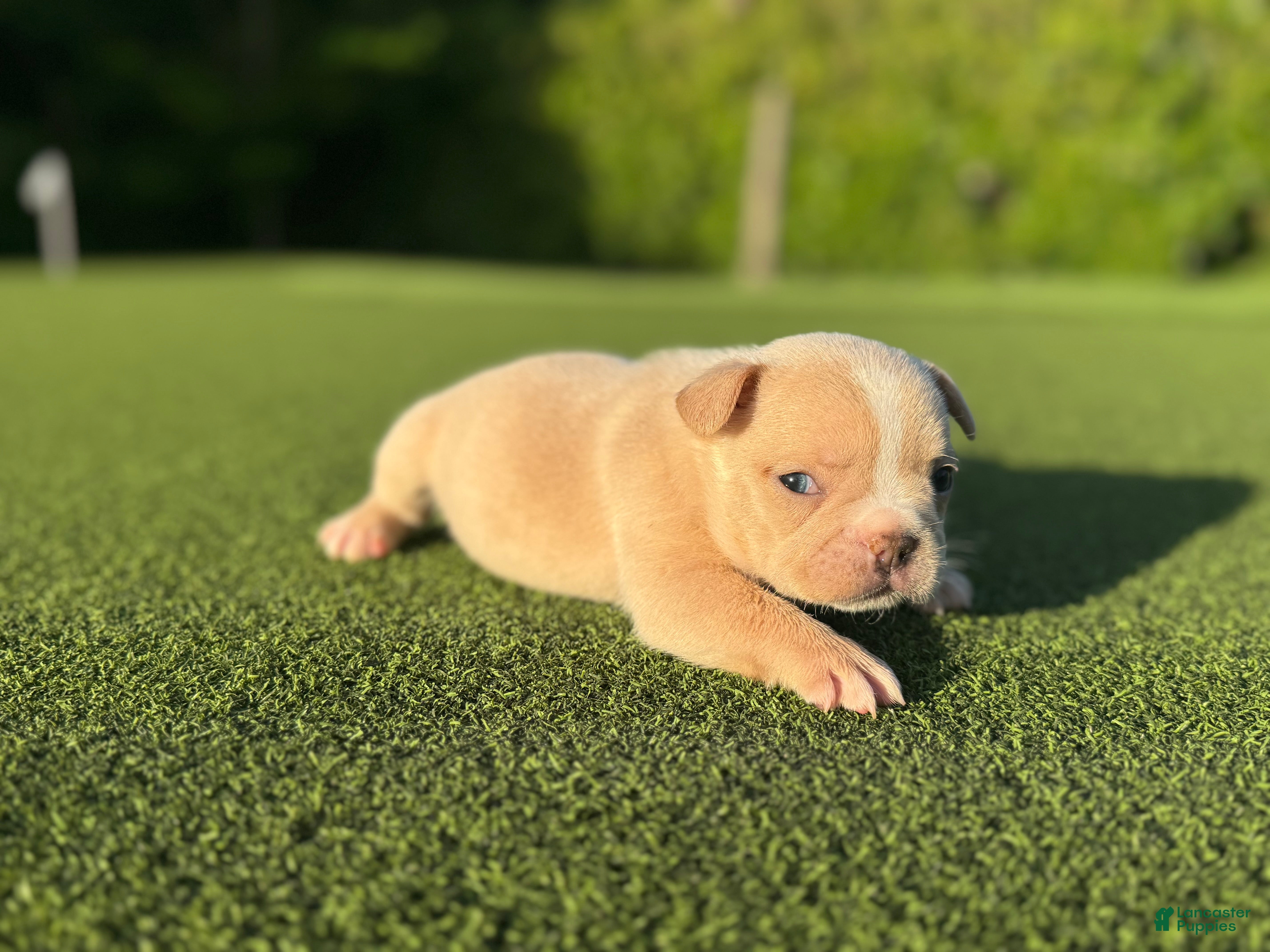 French Bulldog dogs Lizzy - Ad 1