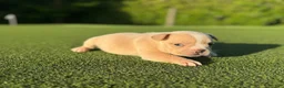 French Bulldog dogs for sale: Lizzy - Ad 1
