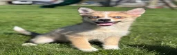 Pomsky dogs for sale: Delilah - Ad 3