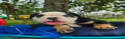 Olde English Bulldogge dogs for sale: James - Ad 5