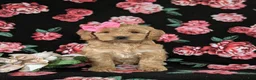 Cockapoo dogs for sale: Marilee - Ad 3