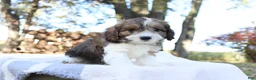Cavapoo dogs for sale: Maple - Ad 9
