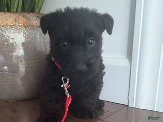 Scottish Terrier dogs - Ad 3