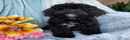 Shihpoo dogs for sale: Bella Dawn - Ad 7
