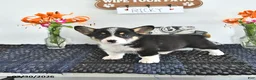Welsh Corgi Pembroke dogs for sale: Ricky  - Ad 4