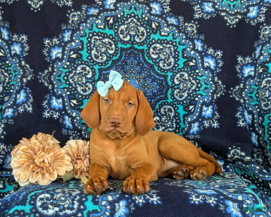 Vizsla dogs for sale: Allison - Ad 5