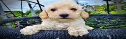 Havapoo dogs for sale: Avalon-SUMMER SALE!! $100 off listed price-this week only!  - Ad 4
