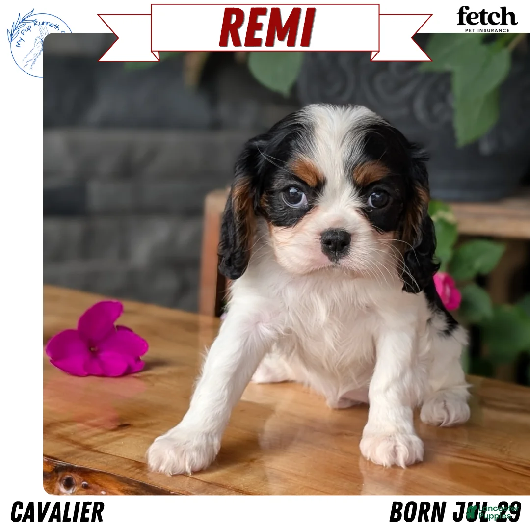 Cavalier King Charles Spaniel dogs for sale: Remi - Ad 1
