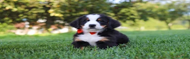 Toby