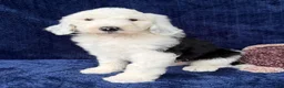 Sheepadoodle dogs for sale: Baylor - Ad 2