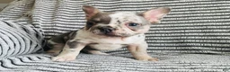 French Bulldog dogs for sale: Amber  - Ad 3