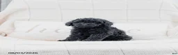 Miniature Poodle dogs for sale: Kerrick - Ad 3
