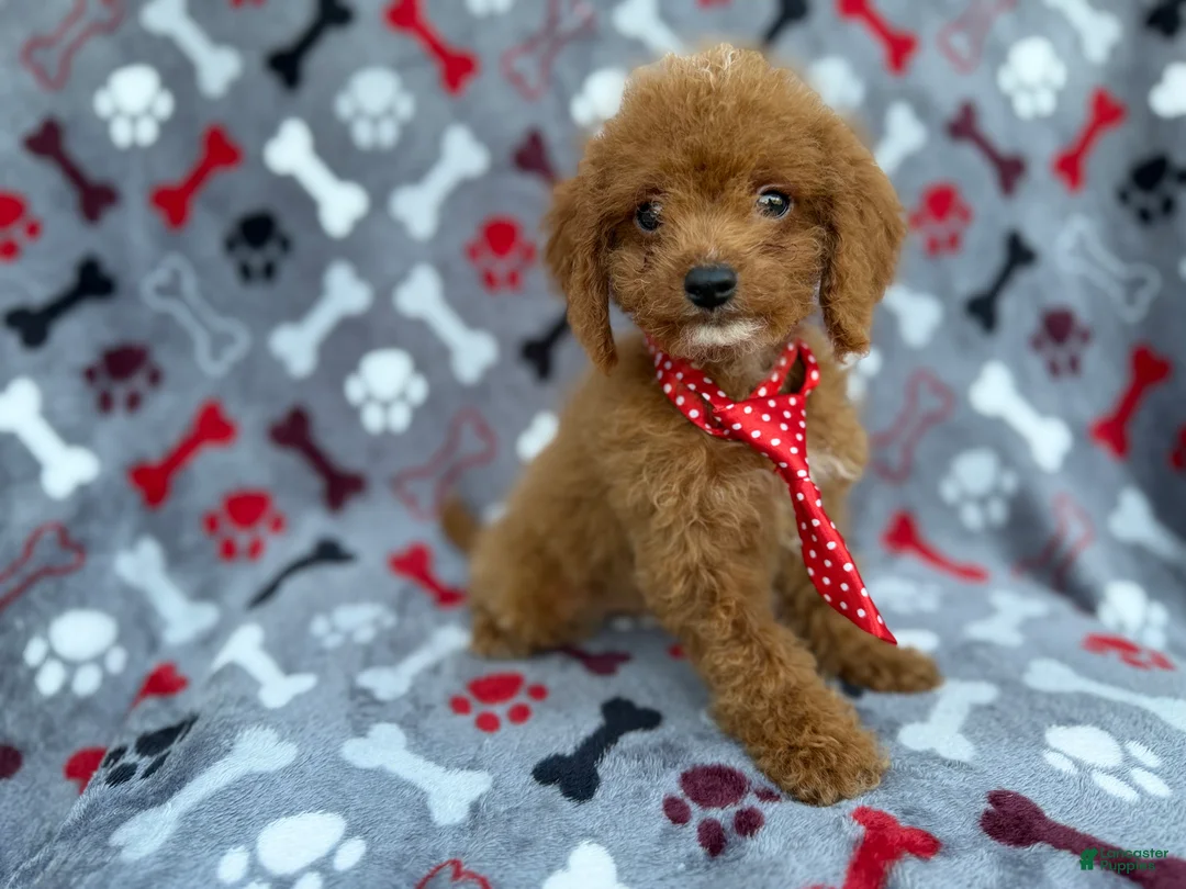 Cockapoo dogs for sale: Dasher - Ad 7