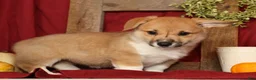 Welsh Corgi Pembroke dogs for sale: Tonya - Ad 4