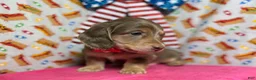 Dachshund dogs for sale: Dachshund 3 - Ad 2