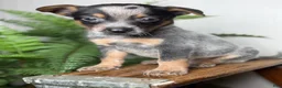 Australian Cattle Dog dogs for sale: Rudis - Ad 6