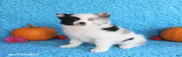 Pomsky dogs for sale: Rose  - Ad 3
