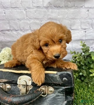 Mini Goldendoodle dogs Oliver Mini Goldendoodle  - Ad 2