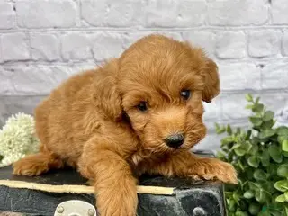 Mini Goldendoodle dogs Oliver Mini Goldendoodle - Ad 2