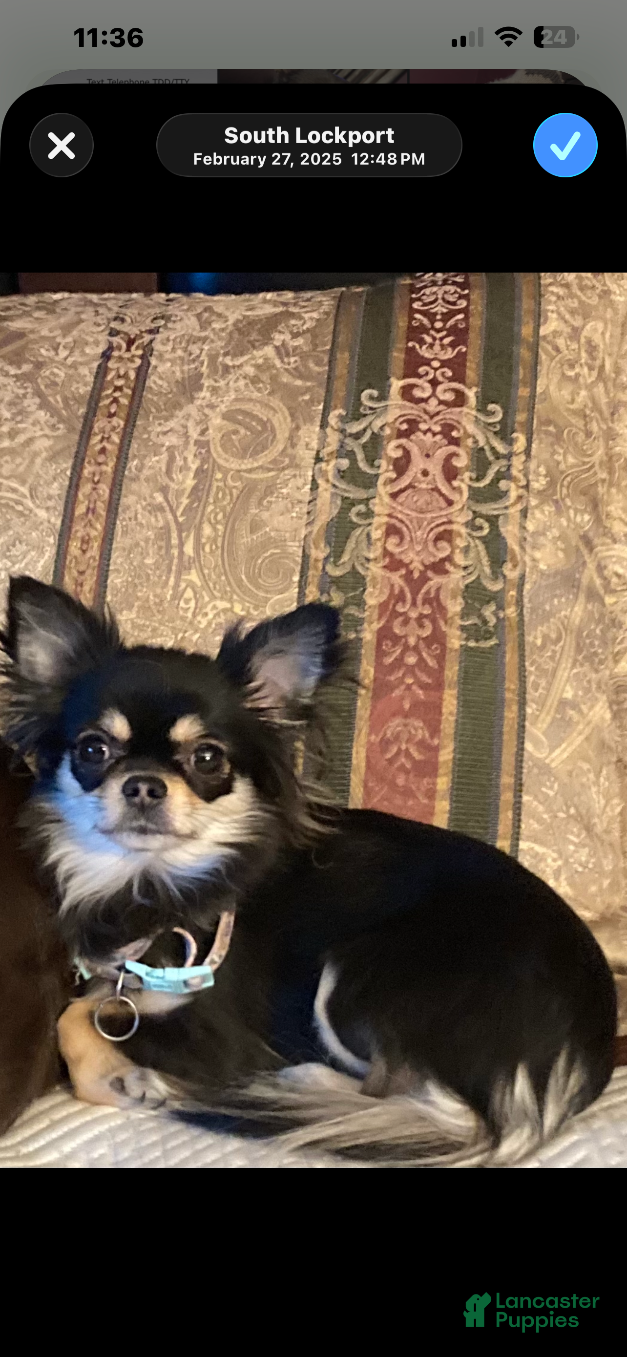 Chihuahua dogs tabi - Ad 2