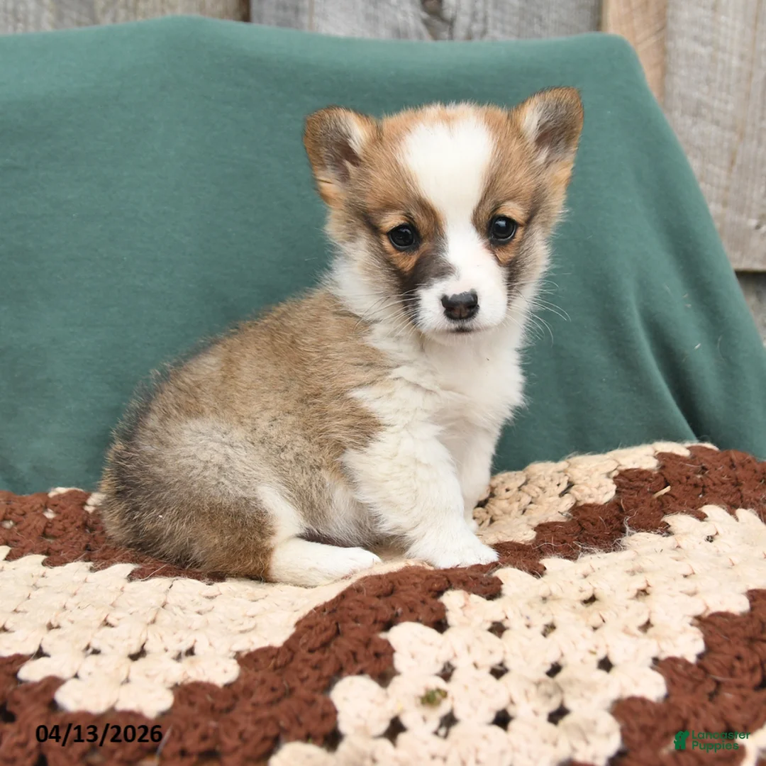 Welsh Corgi Pembroke dogs for sale: Henry - Ad 1