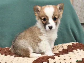 Welsh Corgi Pembroke dogs for sale: Henry - Ad 1