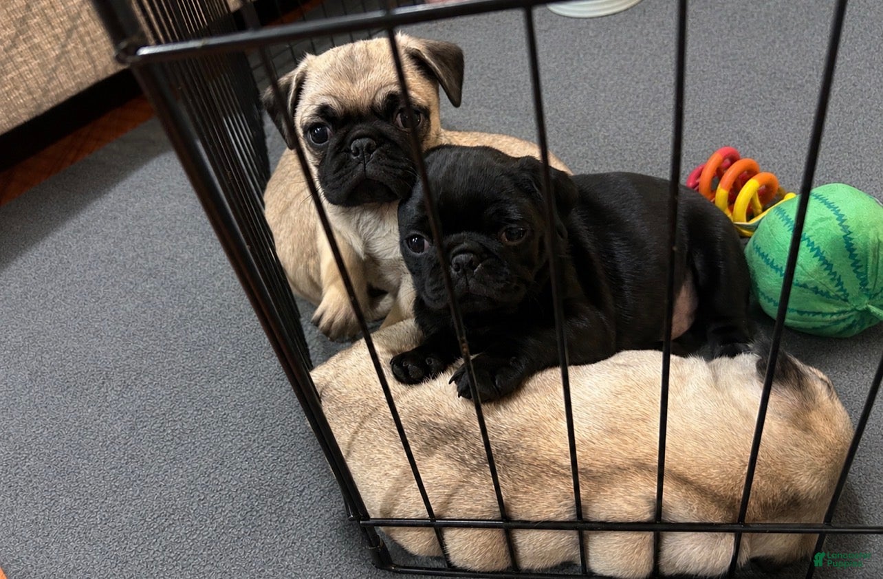 Pug dogs Georgie - Ad 1