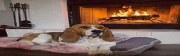 Basset Hound dogs for sale: Fernando- green - Ad 7