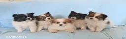 Pomeranian dogs for sale: Lucy - Ad 4