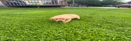 Golden Retriever dogs for sale: Oakley - Ad 5
