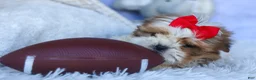 Shih Tzu dogs for sale: SAMMY - Ad 3
